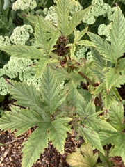 Filipendula rubra