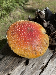 Amanita muscaria flavivolvata