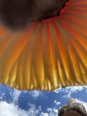 Amanita muscaria flavivolvata