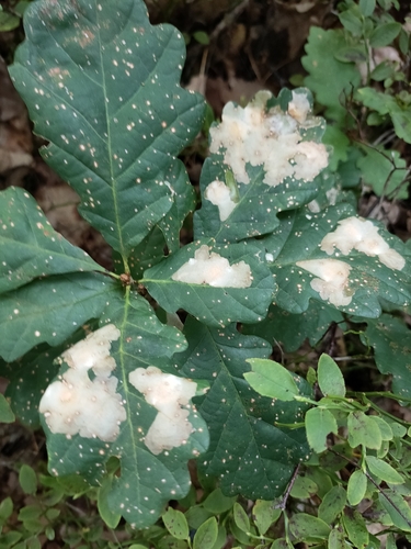 Baltadėmis Šeriuotaūsis nuotrauka