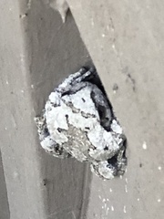 Hyla versicolor
