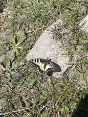 Papilio machaon