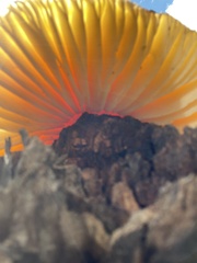 Amanita muscaria flavivolvata