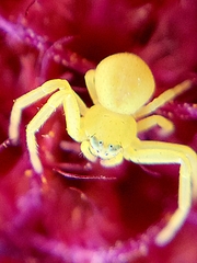 Misumena vatia