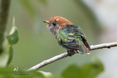 Chrysococcyx maculatus