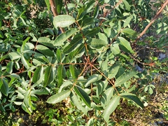 Pistacia terebinthus