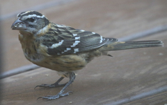 Pheucticus melanocephalus