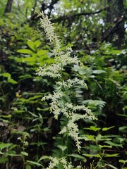 Stenanthium gramineum