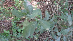 Salix cinerea