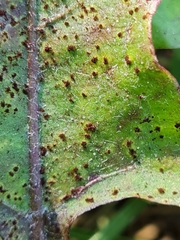 Puccinia