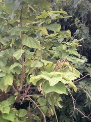 Catalpa bignonioides