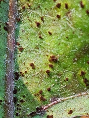 Puccinia