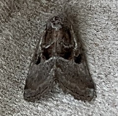 Meropleon ambifusca