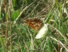 Boloria dia