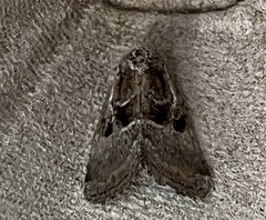 Meropleon ambifusca