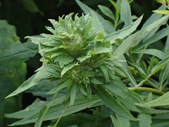 Procecidochares atra