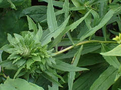 Procecidochares atra