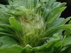 Procecidochares atra