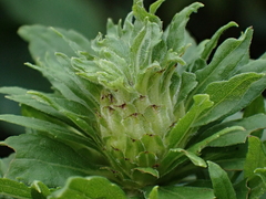 Procecidochares atra