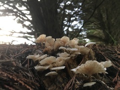 Pleurocybella porrigens