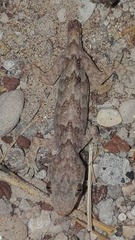 Hemidactylus flaviviridis