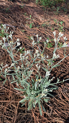 Pseudognaphalium obtusifolium