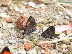 Sangalopsis microleuca