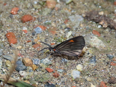Sangalopsis microleuca