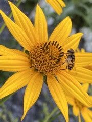 Eristalis transversa