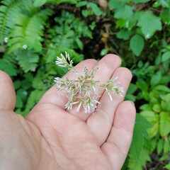 Eutrochium purpureum