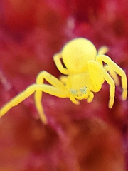 Misumena vatia