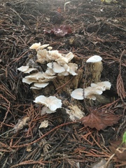 Pleurocybella porrigens