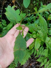Eutrochium purpureum