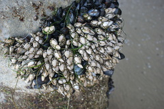 Pollicipes polymerus