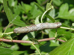 Allophyes oxyacanthae
