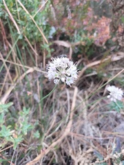 Allium ericetorum
