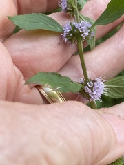 Mentha canadensis