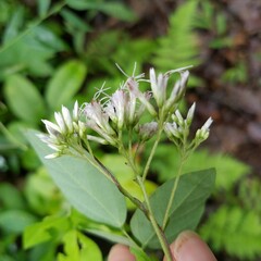 Eutrochium purpureum