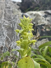 Satyrium odorum
