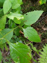 Eutrochium purpureum