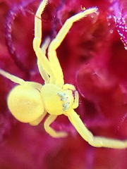 Misumena vatia