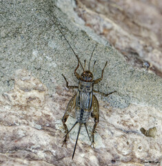 Allonemobius fasciatus