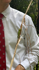 Anolis carolinensis