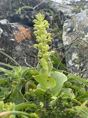 Satyrium odorum