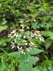 Eurybia
