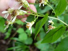 Eurybia