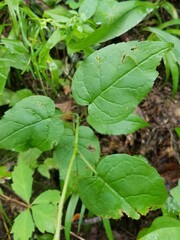 Eurybia