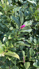 Magnolia × soulangeana