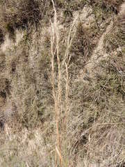 Aristida lanosa