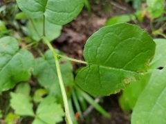 Eurybia